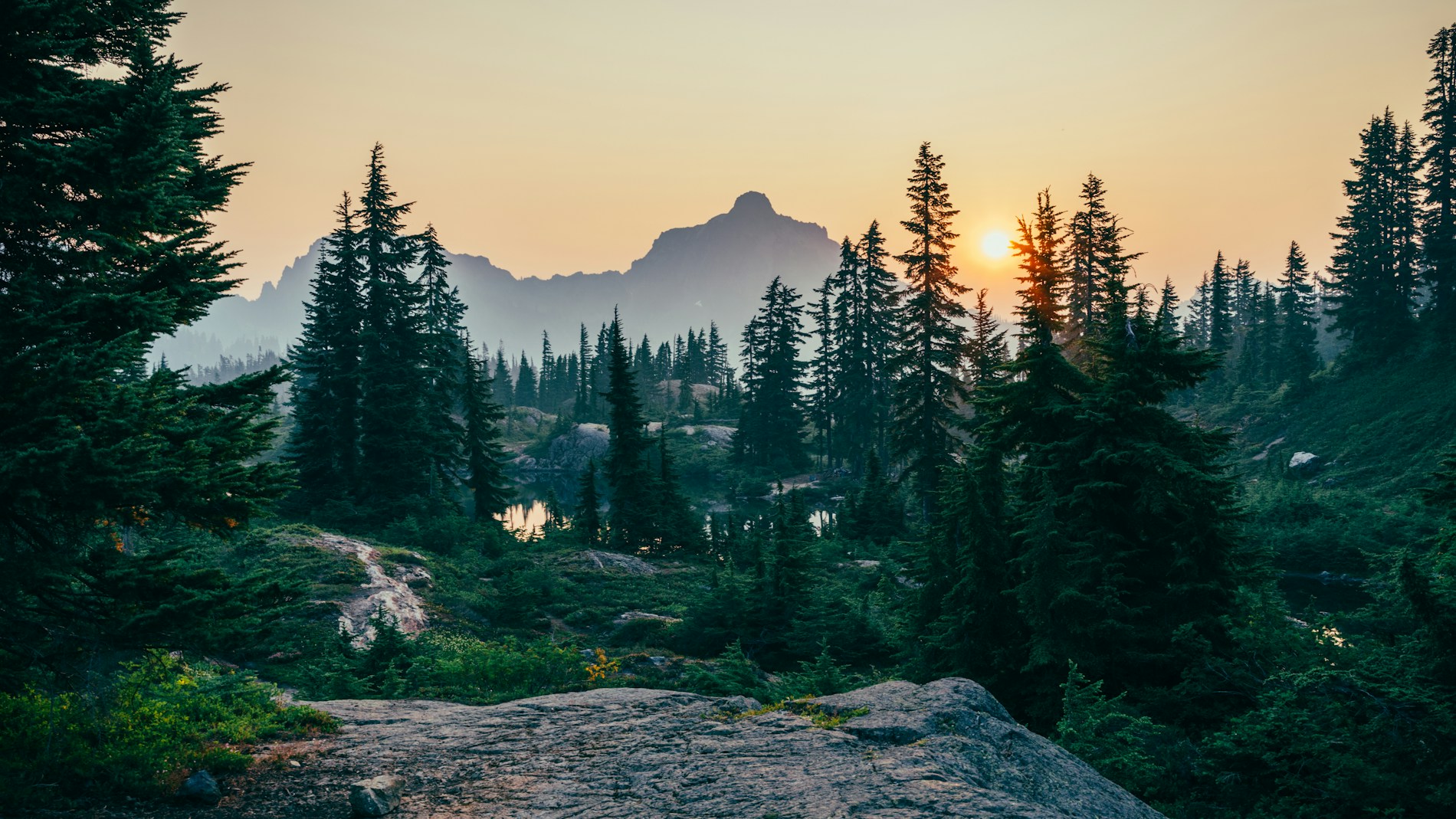 Evergreen woodland and distant mountains in warm evening light